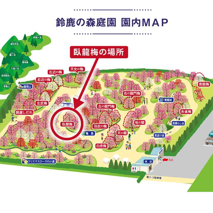 【数量限定2年生苗】鈴鹿の森庭園 しだれ梅名木「臥龍(呉服しだれ)」接ぎ木苗 4号ロングポット苗 2年生苗|花木10-D1