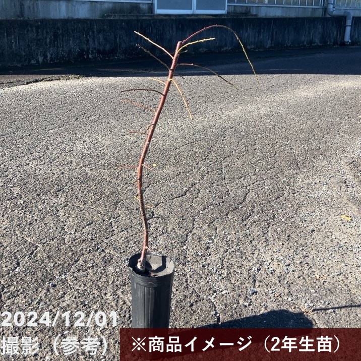 【数量限定2年生苗】鈴鹿の森庭園 しだれ梅名木「臥龍(呉服しだれ)」接ぎ木苗 4号ロングポット苗 2年生苗|花木10-D1