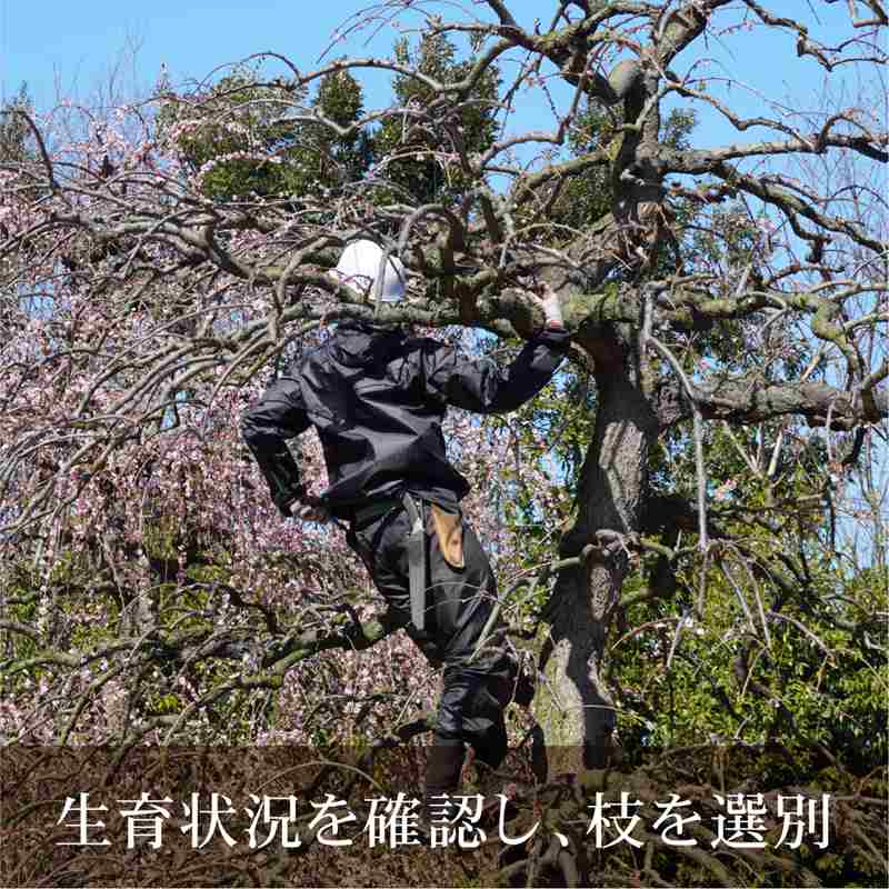 【数量限定2年生苗】鈴鹿の森庭園 しだれ梅名木「臥龍(呉服しだれ)」接ぎ木苗 4号ロングポット苗 2年生苗|花木10-D1