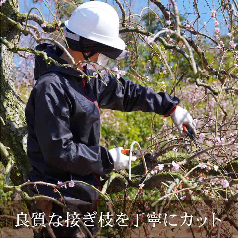 【数量限定2年生苗】鈴鹿の森庭園 しだれ梅名木「臥龍(呉服しだれ)」接ぎ木苗 4号ロングポット苗 2年生苗|花木10-D1