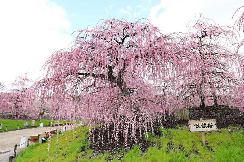 【数量限定2年生苗】鈴鹿の森庭園 しだれ梅名木「臥龍(呉服しだれ)」接ぎ木苗 4号ロングポット苗 2年生苗|花木10-D1