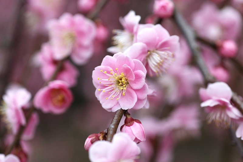 【数量限定2年生苗】鈴鹿の森庭園 しだれ梅名木「臥龍(呉服しだれ)」接ぎ木苗 4号ロングポット苗 2年生苗|花木10-D1
