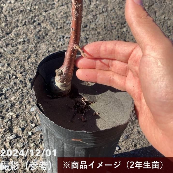 【数量限定2年生苗】鈴鹿の森庭園 しだれ梅名木「臥龍(呉服しだれ)」接ぎ木苗 4号ロングポット苗 2年生苗|花木10-D1