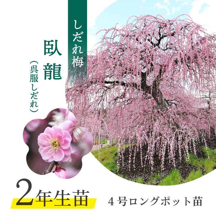 【数量限定2年生苗】鈴鹿の森庭園 しだれ梅名木「臥龍(呉服しだれ)」接ぎ木苗 4号ロングポット苗 2年生苗|花木10-D1