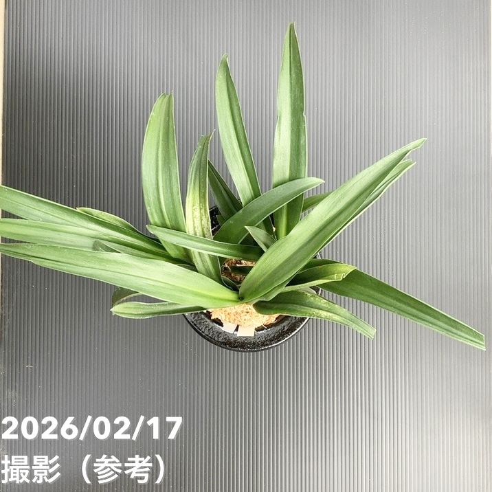 65周年記念セール】【現品お届け】豊明園 万年青 オモト 雀 陶器鉢