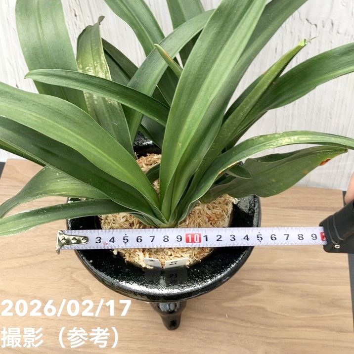 現品お届け】豊明園 万年青 オモト 雀 陶器鉢（O61）｜観葉10-TU