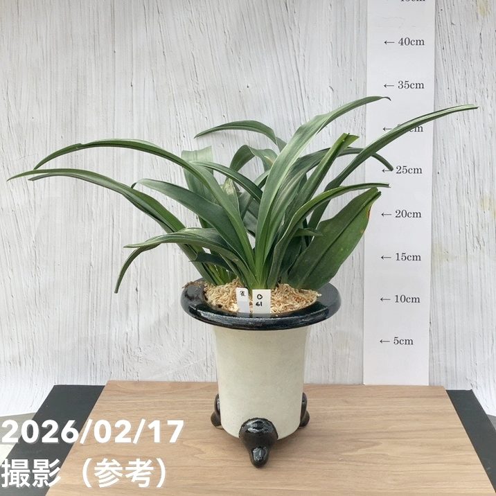 現品お届け】豊明園 万年青 オモト 雀 陶器鉢（O61）｜観葉10-TU