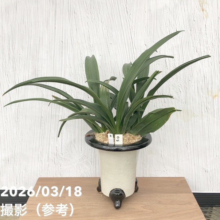 現品お届け】豊明園 万年青 オモト 雀 陶器鉢（O61）｜観葉10-TU
