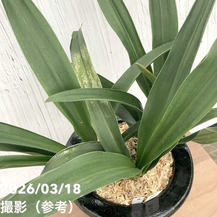 現品お届け】豊明園 万年青 オモト 雀 陶器鉢（O61）｜観葉10-TU