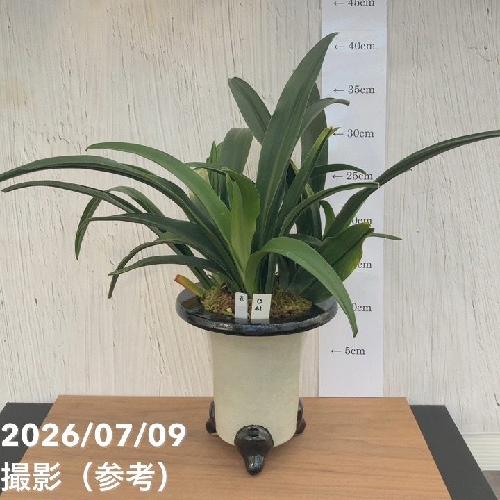 現品お届け】豊明園 万年青 オモト 雀 陶器鉢(O61)|観葉10-TU 現品お届け】豊明園 万年青 オモト 雀 陶器鉢(O61)|観葉10-TU