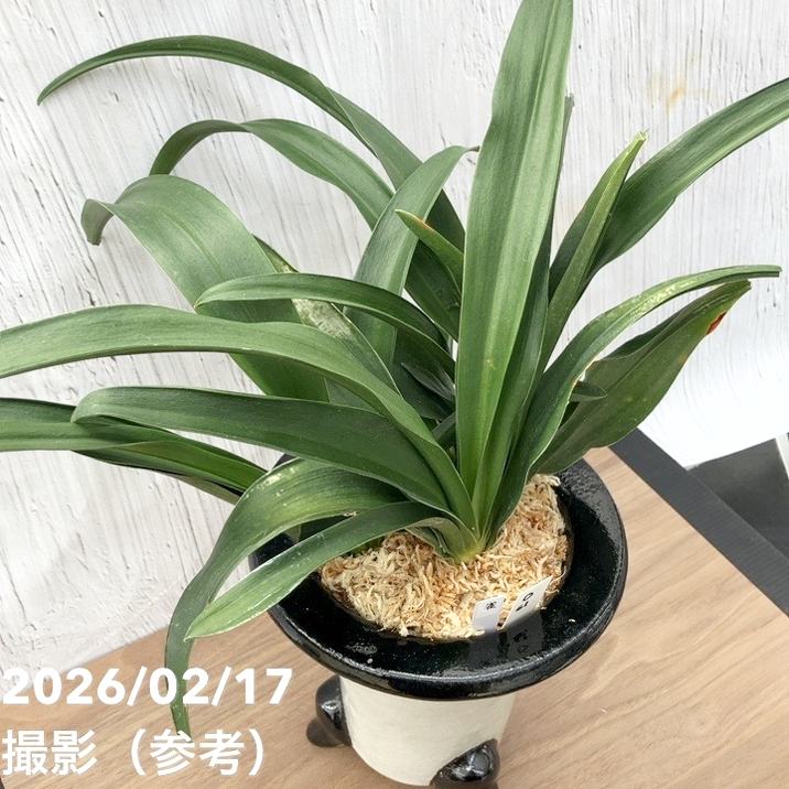65周年記念セール】【現品お届け】豊明園 万年青 オモト 雀 陶器鉢