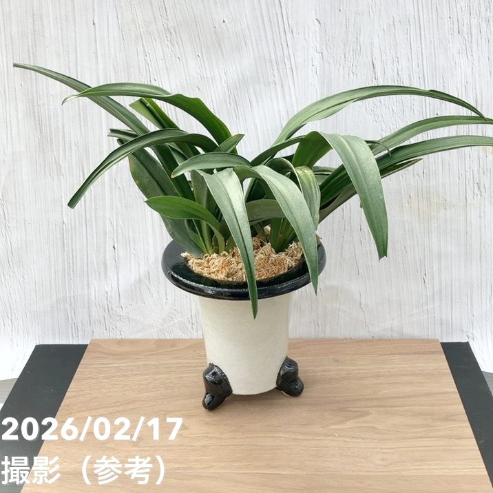 おもと鉢 計10個 蘭鉢 植木鉢 陶器鉢 色絵 植物 65周年記念セール】【現品お届け】豊明園 万年青 オモト 雀 陶器鉢