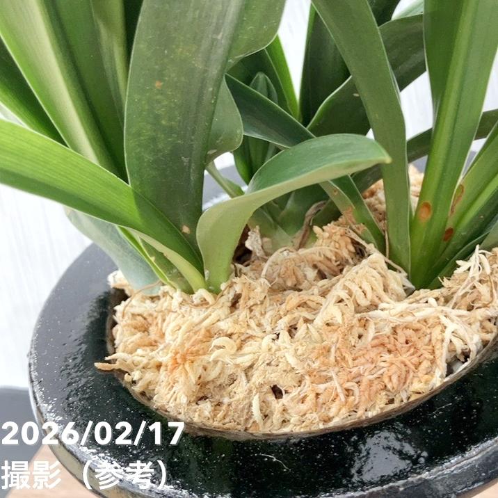 現品お届け】豊明園 万年青 オモト 雀 陶器鉢（O61）｜観葉10-TU