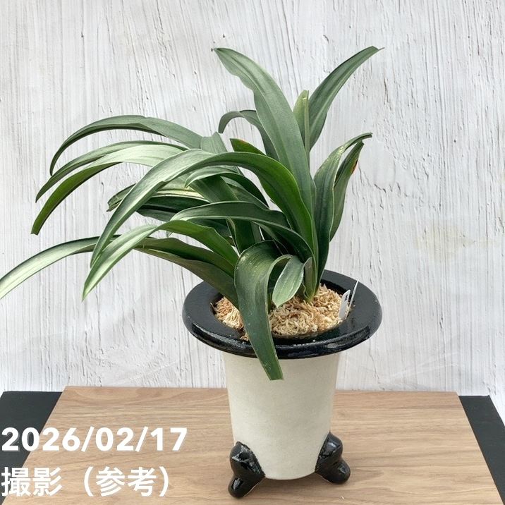 現品お届け】豊明園 万年青 オモト 雀 陶器鉢（O61）｜観葉10-TU