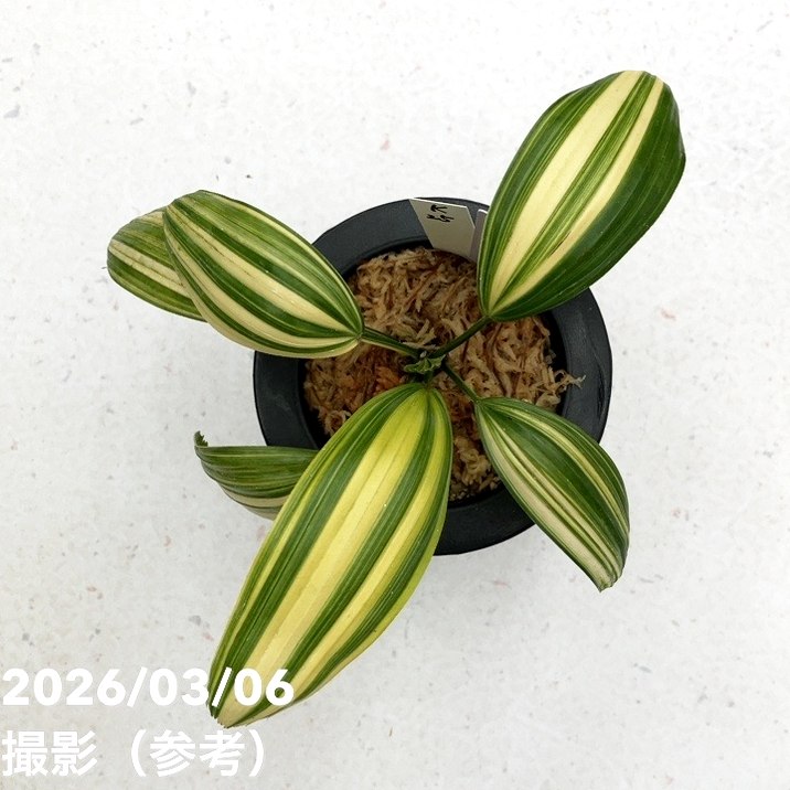 現品お届け】観音竹 カンノンチク 東海錦 とうかいにしき プラ鉢（K25
