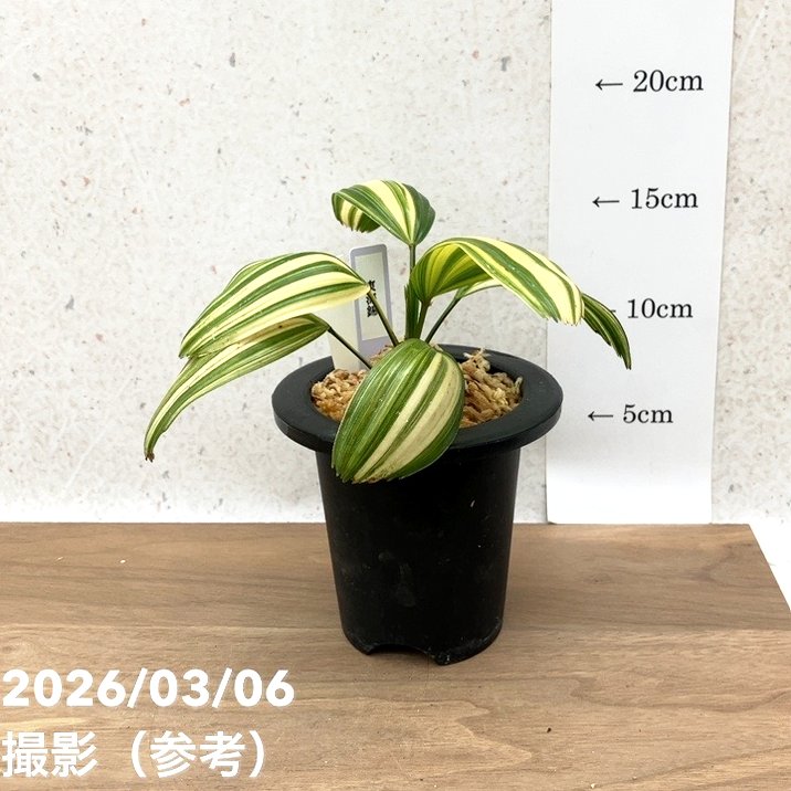 現品お届け】観音竹 カンノンチク 東海錦 とうかいにしき プラ鉢（K25