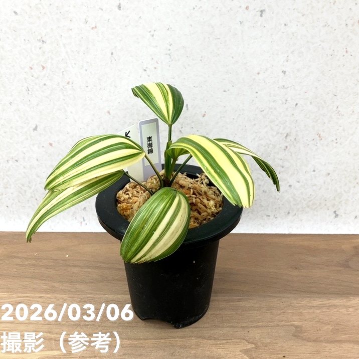 現品お届け】観音竹 カンノンチク 東海錦 とうかいにしき プラ鉢（K25