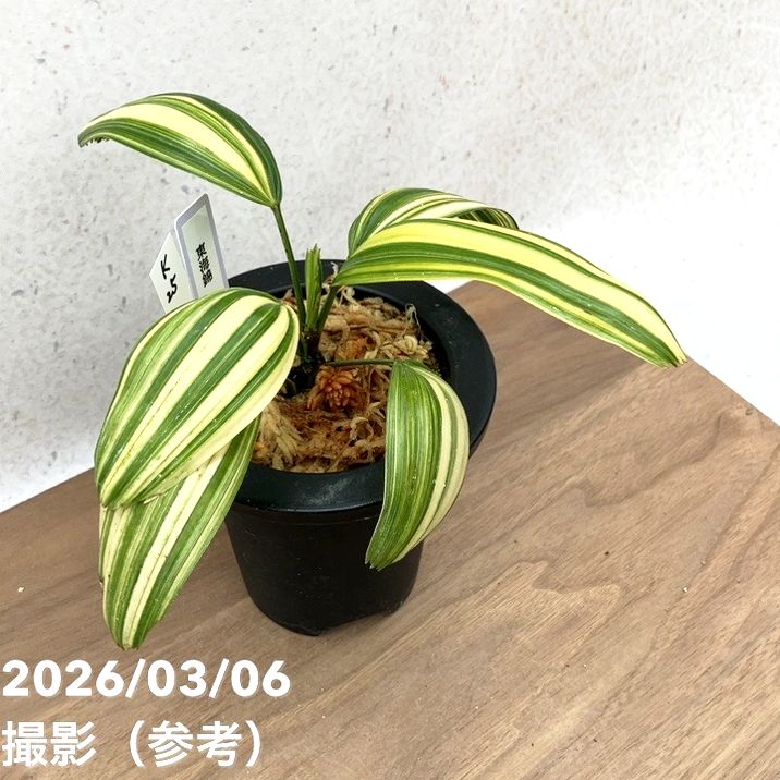 Ｊ15 京鞍馬模造鉢　変わり樹形鉢 ２７×27センチ　貴重な鉢 現品お届け】観音竹 カンノンチク 東海錦 とうかいにしき プラ鉢（K25