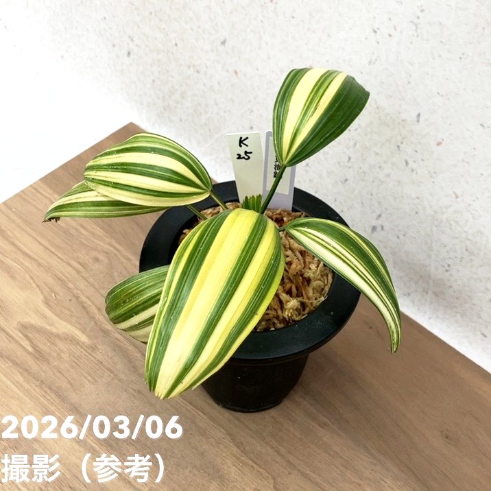 お話し中　鉢植え みらい鉢(4号サイズ)｜ホワイト | みどりのグリーンSHOP