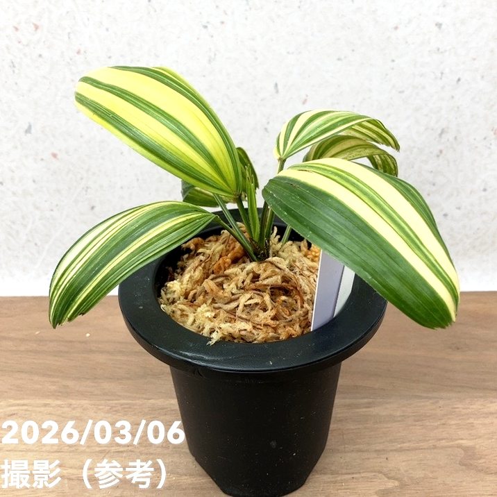 現品お届け】観音竹 カンノンチク 東海錦 とうかいにしき プラ鉢（K25