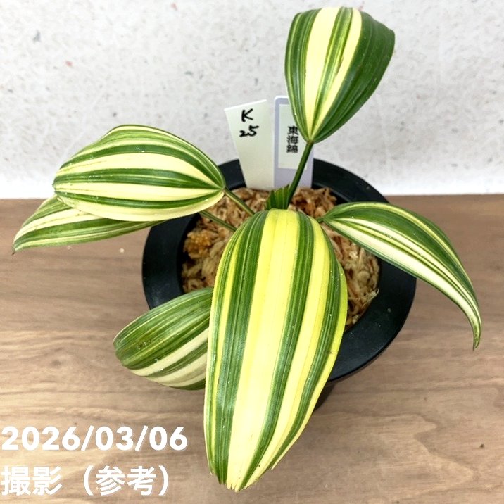 ≪値下げしました≫観音竹／おもと鉢 6鉢 楽天市場】現品 高級 国産 観音竹鉢 波千鳥 京楽焼 植木鉢 オモト キク