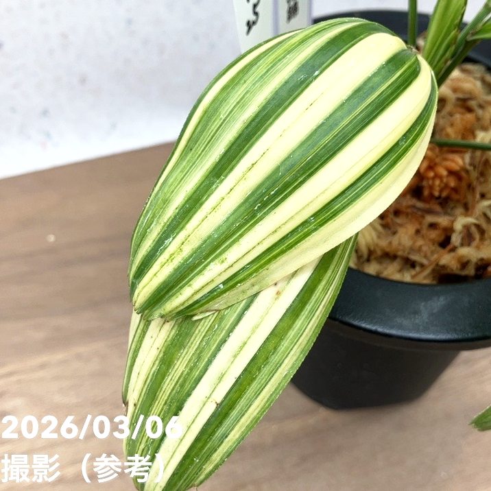 現品お届け】観音竹 カンノンチク 東海錦 とうかいにしき プラ鉢（K25
