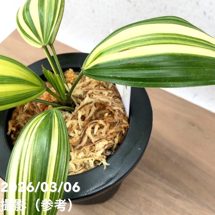 現品お届け】観音竹 カンノンチク 東海錦 とうかいにしき プラ鉢（K25