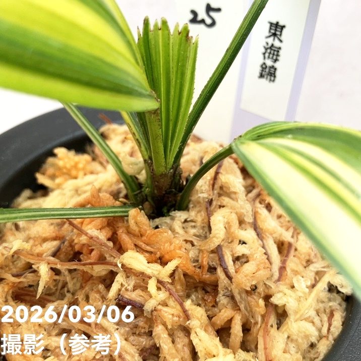 現品お届け】観音竹 カンノンチク 東海錦 とうかいにしき プラ鉢（K25