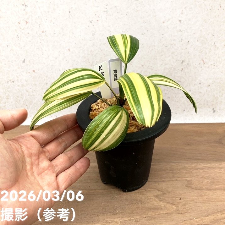 現品お届け】観音竹 カンノンチク 東海錦 とうかいにしき プラ鉢（K25