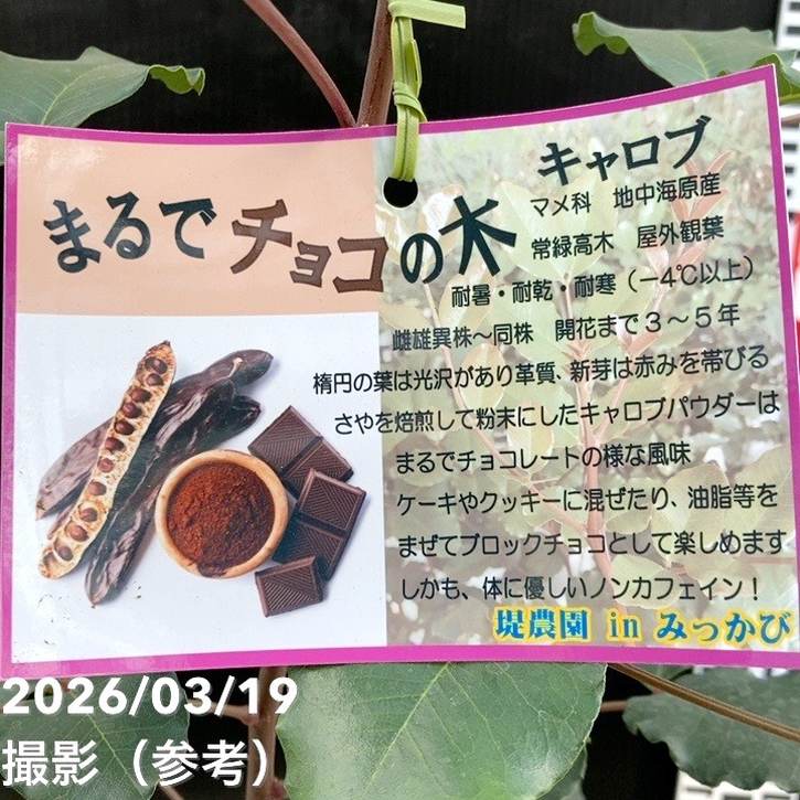 激レア熱帯果樹　8株セット キャロプ チョコレートツリー 8号｜s200｜果樹04-PA | 果樹 | 赤塚