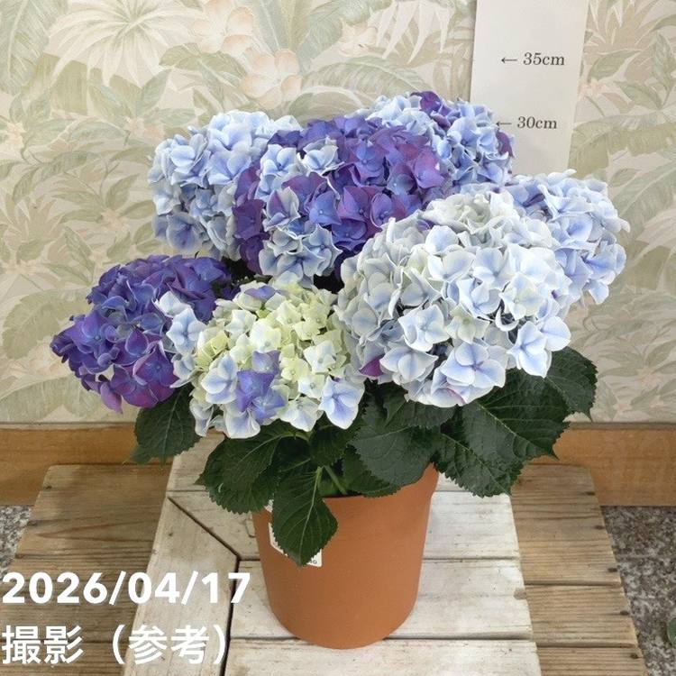 アジサイ ホットチボリマーブル ブルー 5号｜鉢花04-PA | 花木・庭木