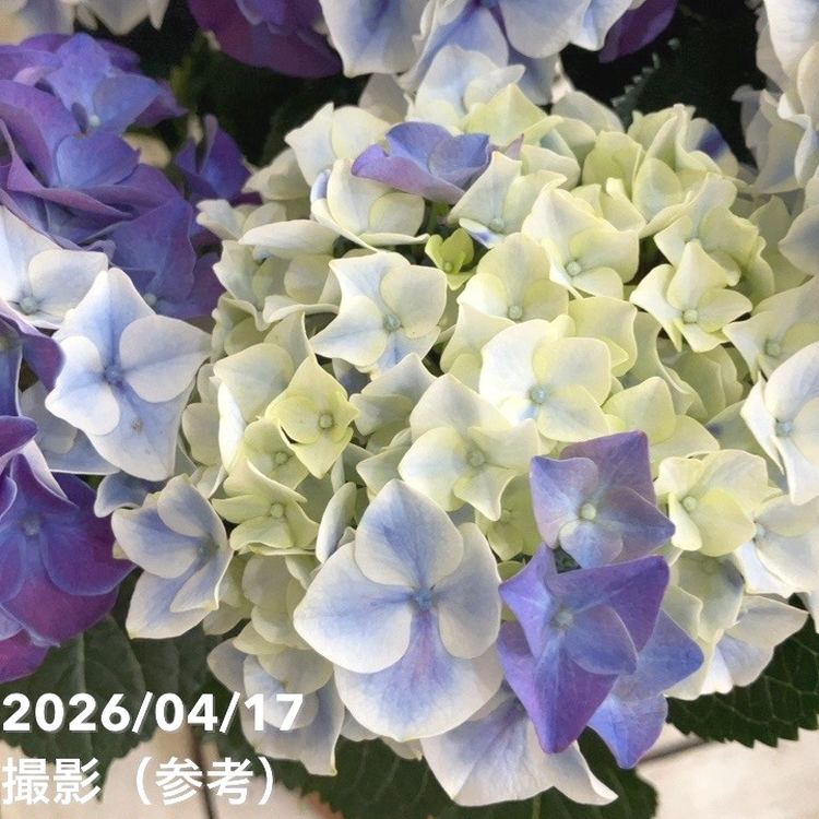 アジサイ ホットチボリマーブル ブルー 5号｜鉢花04-PA | 花木・庭木