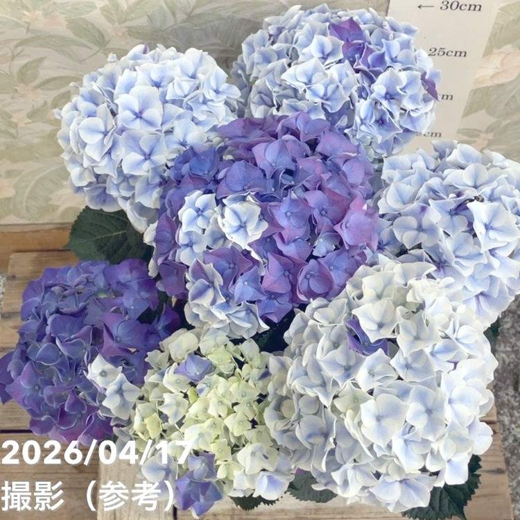 アジサイ ホットチボリマーブル ブルー 5号｜鉢花04-PA | 花木・庭木