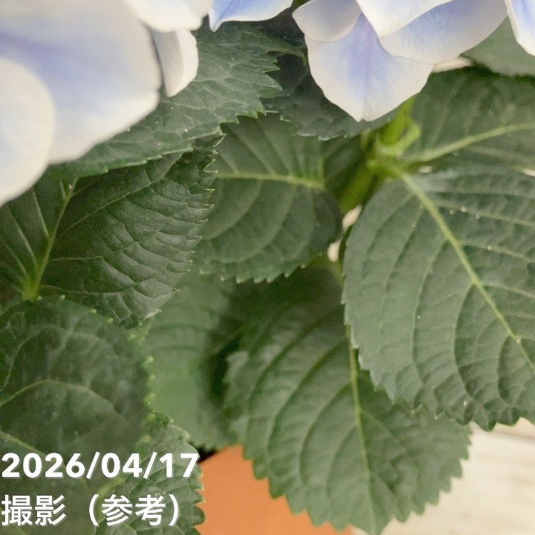 もなかひめ　紫陽花　アジサイ　ホットチボリ　マーブル　ブルー　5号　２鉢 アジサイ ホットチボリ マーブルブルー 【花木苗 5号／1個売り