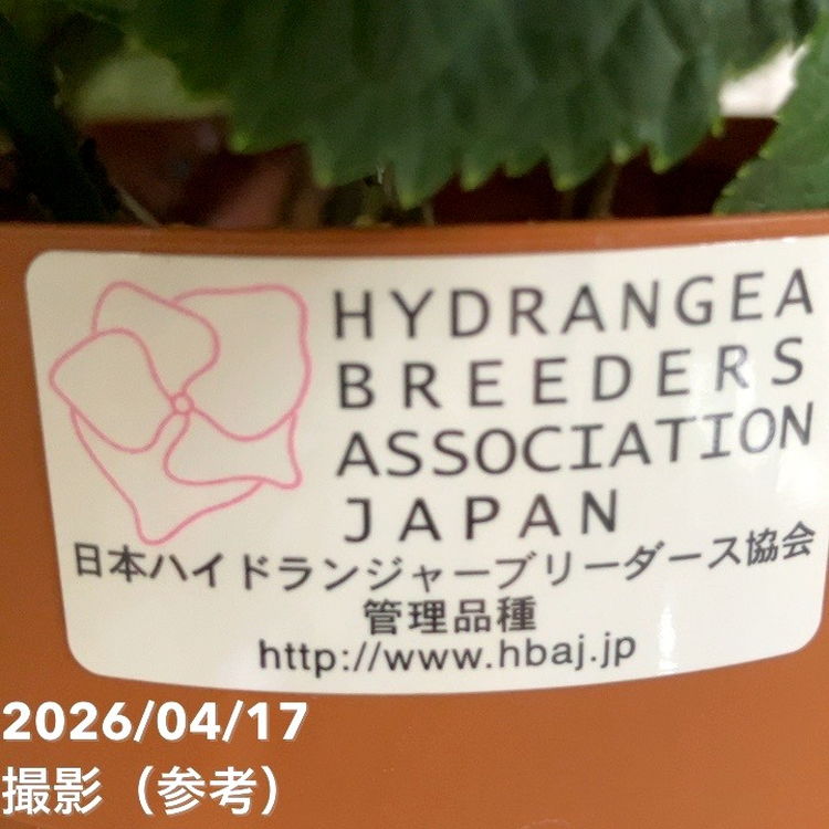 アジサイ ホットチボリマーブル ブルー 5号｜鉢花04-PA | 花木・庭木