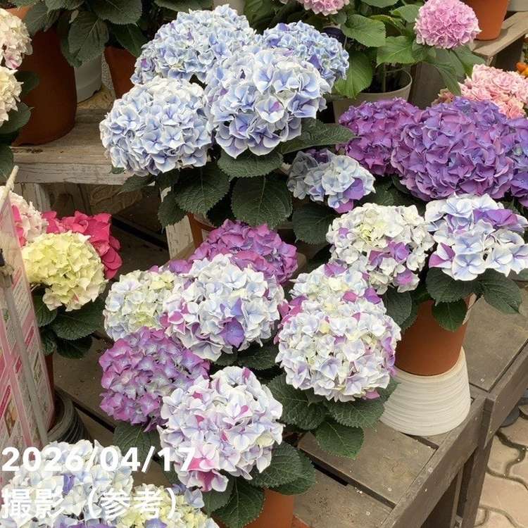 アジサイ ホットチボリマーブル ブルー 5号｜鉢花04-PA | 花木・庭木