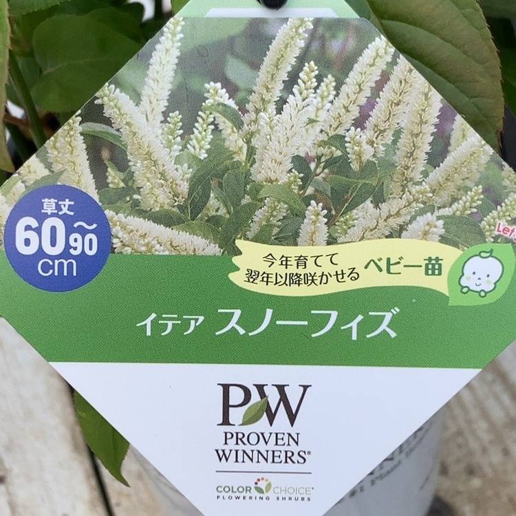 PW イテア スノーフィズ 11cmロングポット|花木04-PA