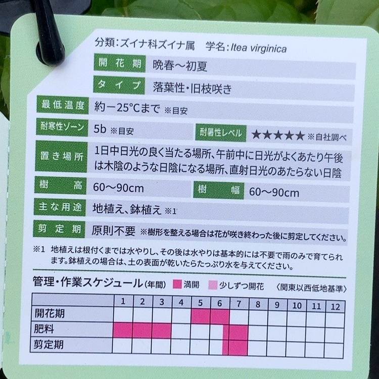 PW イテア スノーフィズ 11cmロングポット|花木04-PA