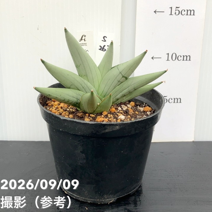 【現品お届け】サンスベリア 4号 スーパームーン プラ鉢(S263)|観葉02-D2