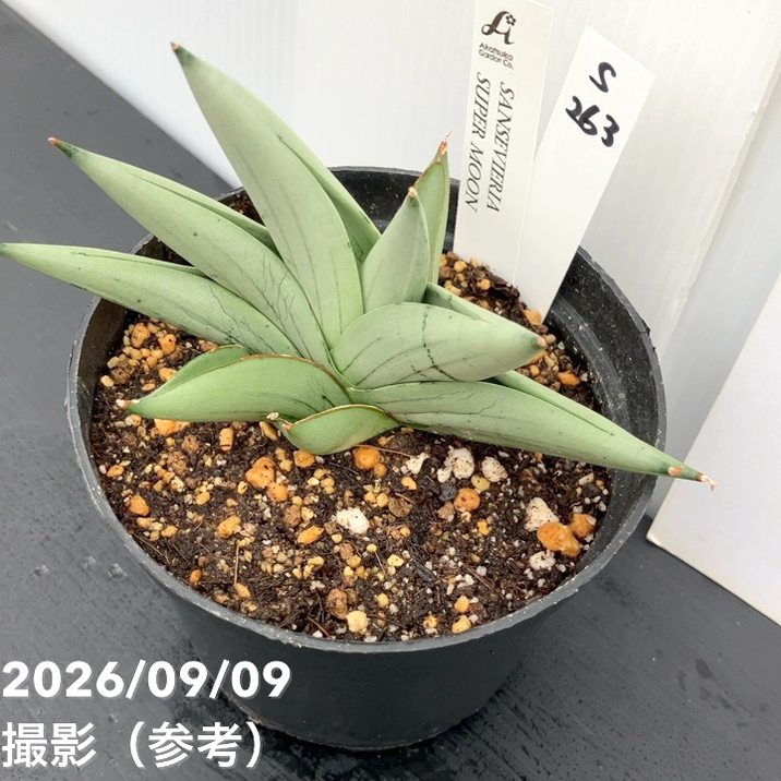 【現品お届け】サンスベリア 4号 スーパームーン プラ鉢(S263)|観葉02-D2