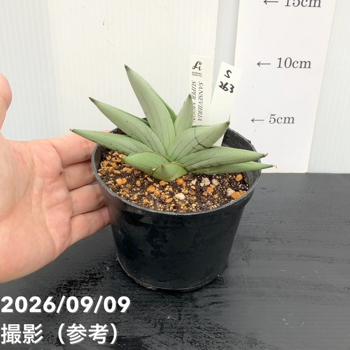【現品お届け】サンスベリア 4号 スーパームーン プラ鉢(S263)|観葉02-D2