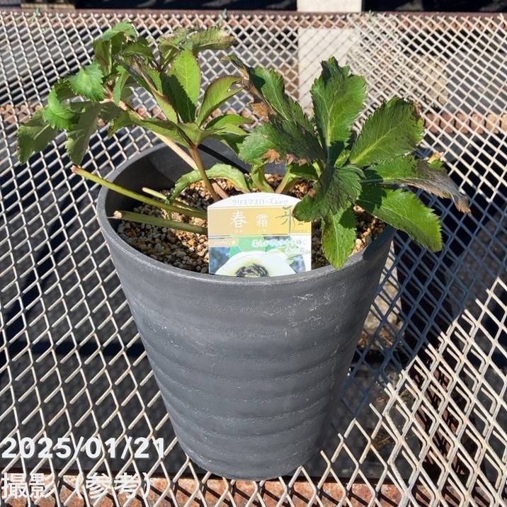 数量限定開花見込株】クリスマスローズ 伊勢みやび 7号 春霜｜山野01