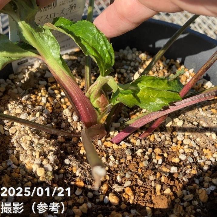 数量限定開花見込株】クリスマスローズ 伊勢みやび 7号 春霜｜山野01