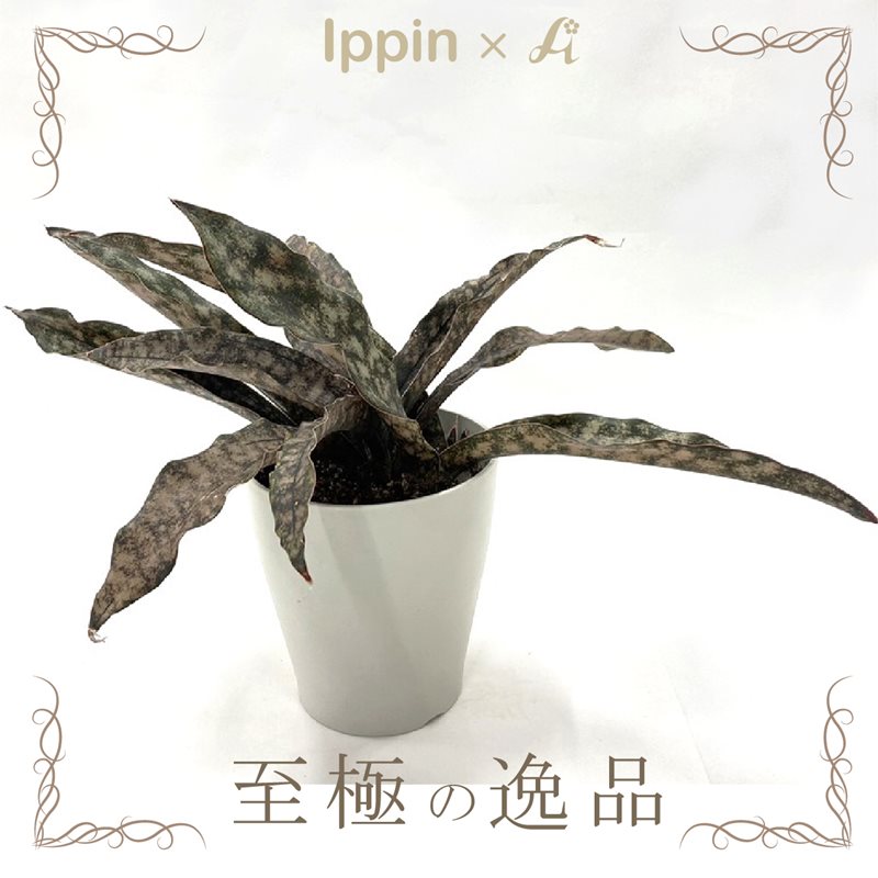 至極の逸品 一点物 珍しい サンスベリア コパトーン 6号 白鉢 赤塚植物園自社農場 サンスベリア サンセベリア 赤塚植物園オンライン 花の音 至極の逸品 一点物 珍しい サンスベリア コパトーン 6号 白鉢 赤塚植物園自社農場 サンスベリア サンセベリア 赤塚植物園オンライン 花の音