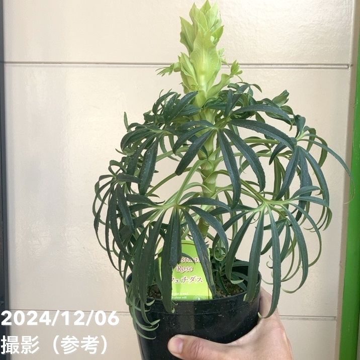 クリスマスローズ フェチダス 5号ポット｜山野04-PA | 草花,クリスマス