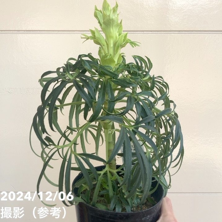 クリスマスローズ フェチダス 5号ポット｜山野04-PA | 草花,クリスマス