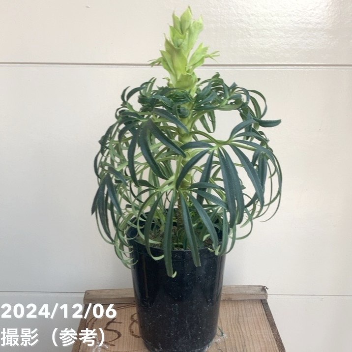 専用です　植物 クレマチス・ペトリエイ（4号鉢） | グリーンギャラリーガーデンズ