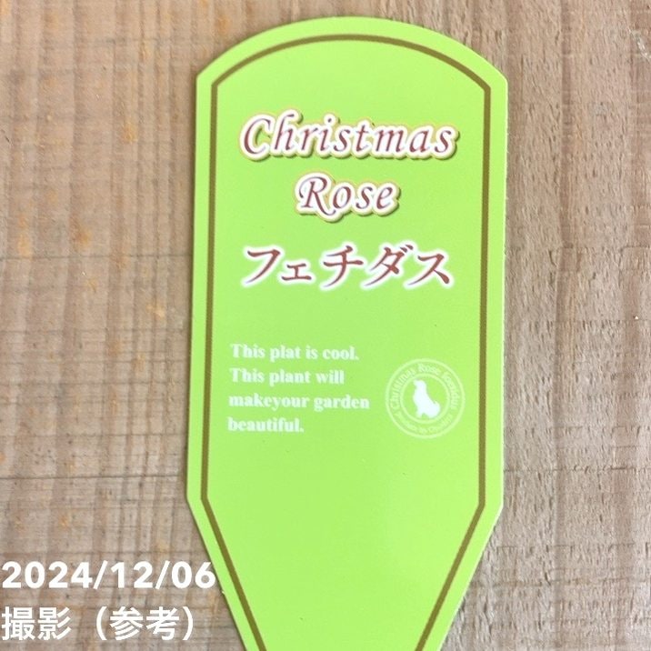 クリスマスローズ フェチダス 5号ポット｜山野04-PA | 草花,クリスマス