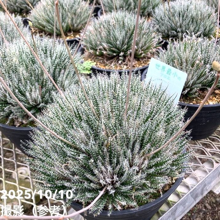 極小アロエ!アロエ・ハオルチオイデス 6号|観葉01-D1