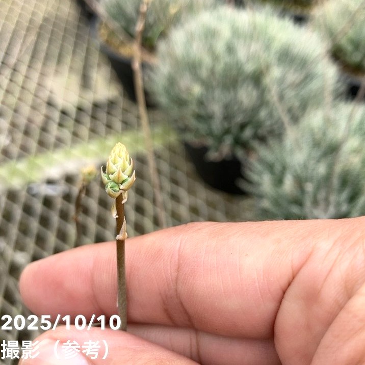 極小アロエ!アロエ・ハオルチオイデス 6号|観葉01-D1